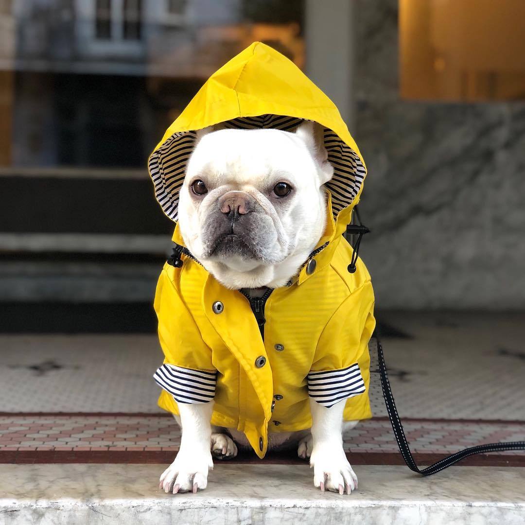 Cozy Waterproof Raincoat for Happy Dry Dog Walks