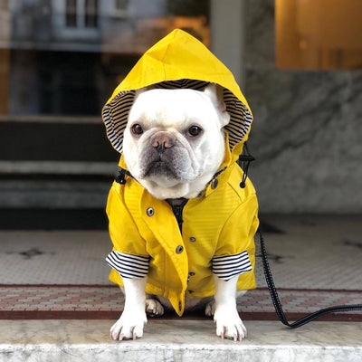 Cozy Waterproof Raincoat for Happy Dry Dog Walks