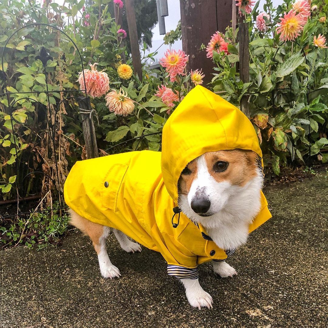 Cozy Waterproof Raincoat for Happy Dry Dog Walks