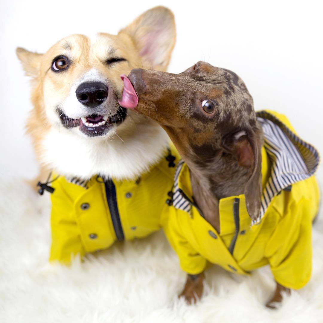 Cozy Waterproof Raincoat for Happy Dry Dog Walks