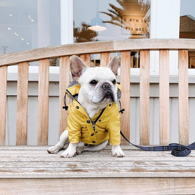 Cozy Waterproof Raincoat for Happy Dry Dog Walks