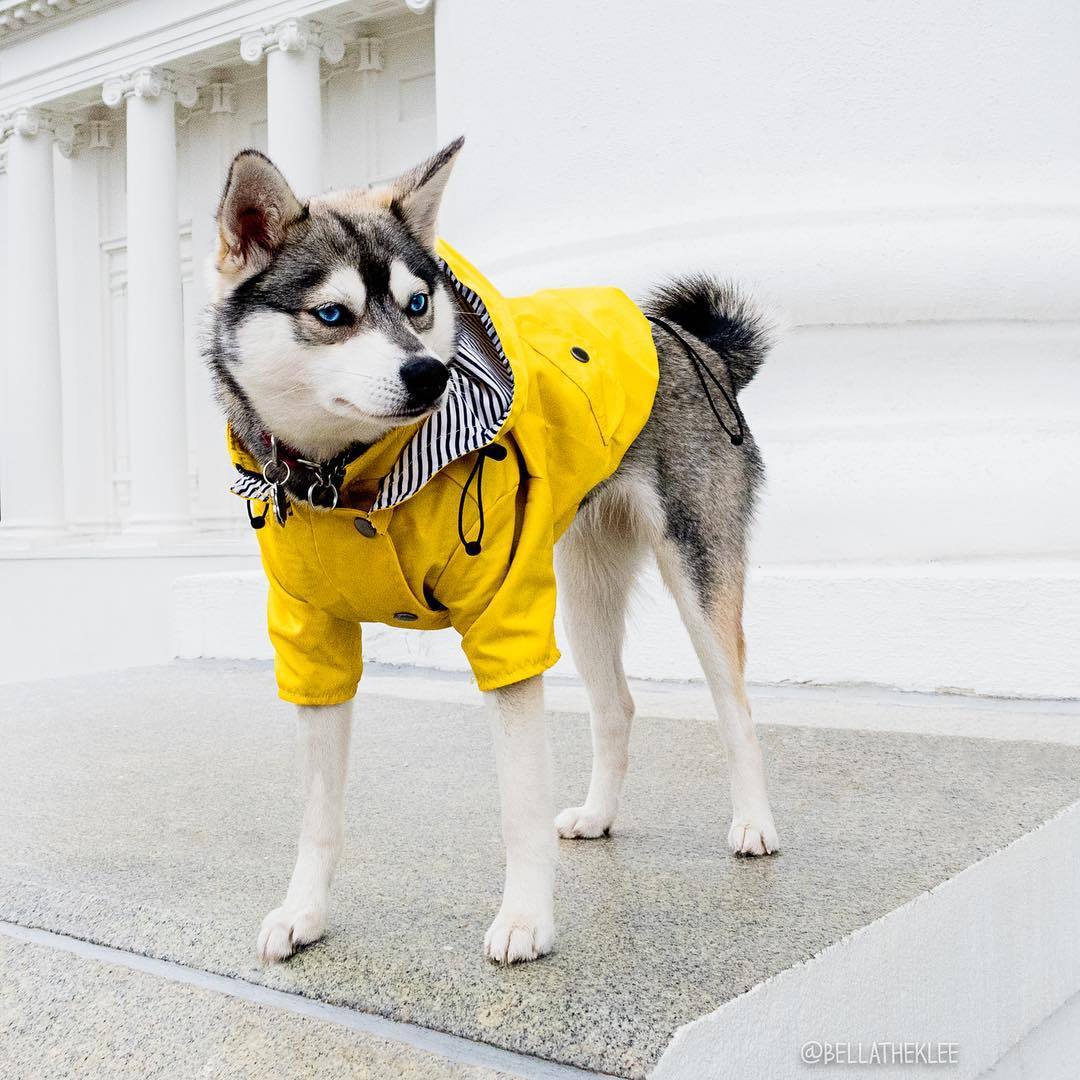 Cozy Waterproof Raincoat for Happy Dry Dog Walks