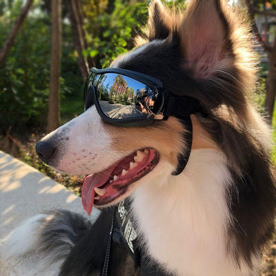 Dog Sunglasses